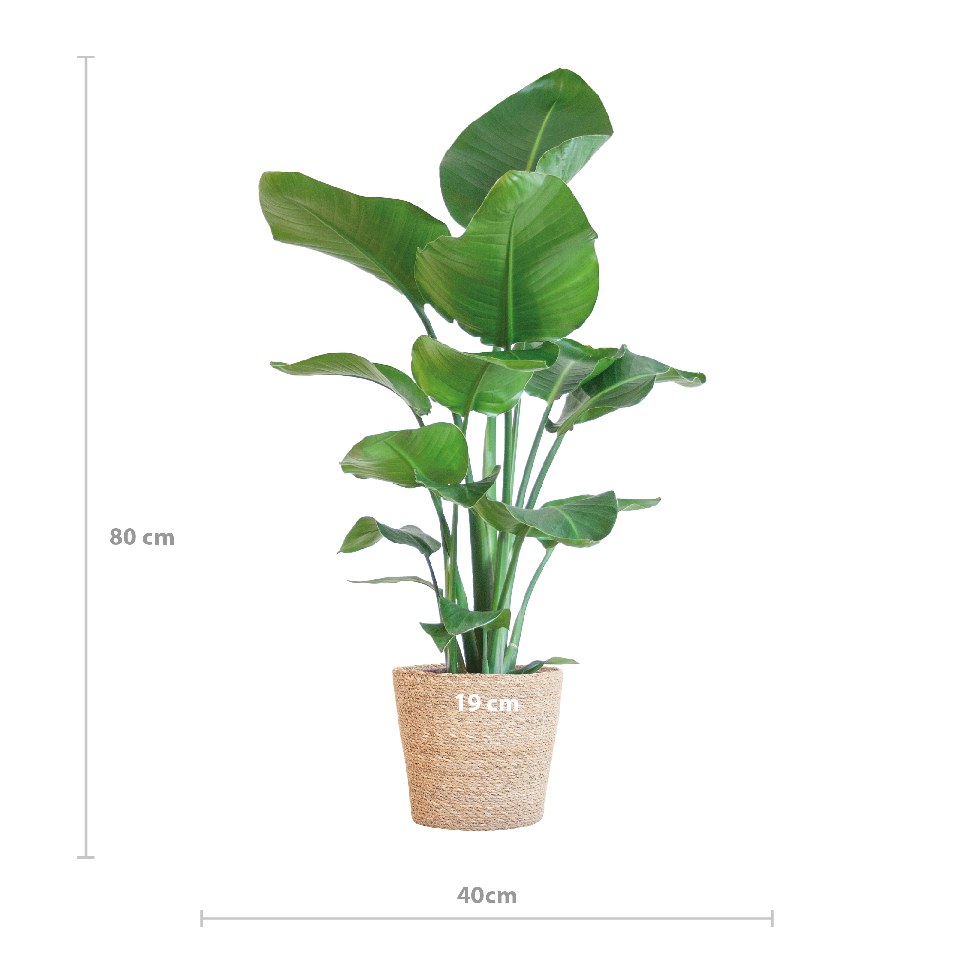 Strelitzia Nicolai mit Korb Sofia natur - 80cm - Ø21