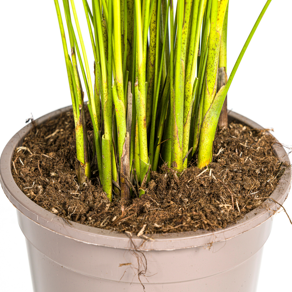 Dypsis Areca Lutescens (Areca-Palme / Goldfruchtpalme) Ø19cm - ↕80 - 100cm