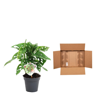Monstera obliqua &