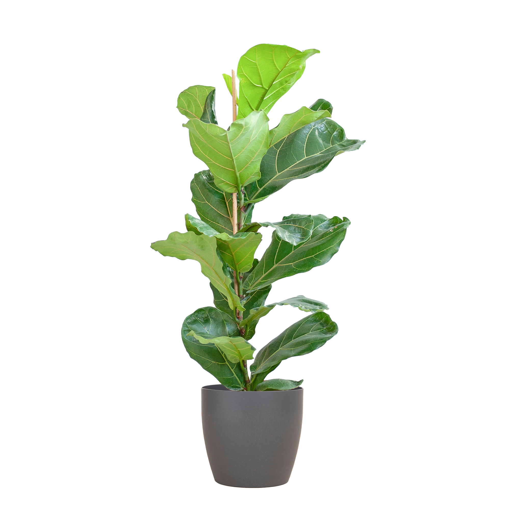 Ficus Lyrata mit Viber-Topf Grau – 80 cm – Ø21