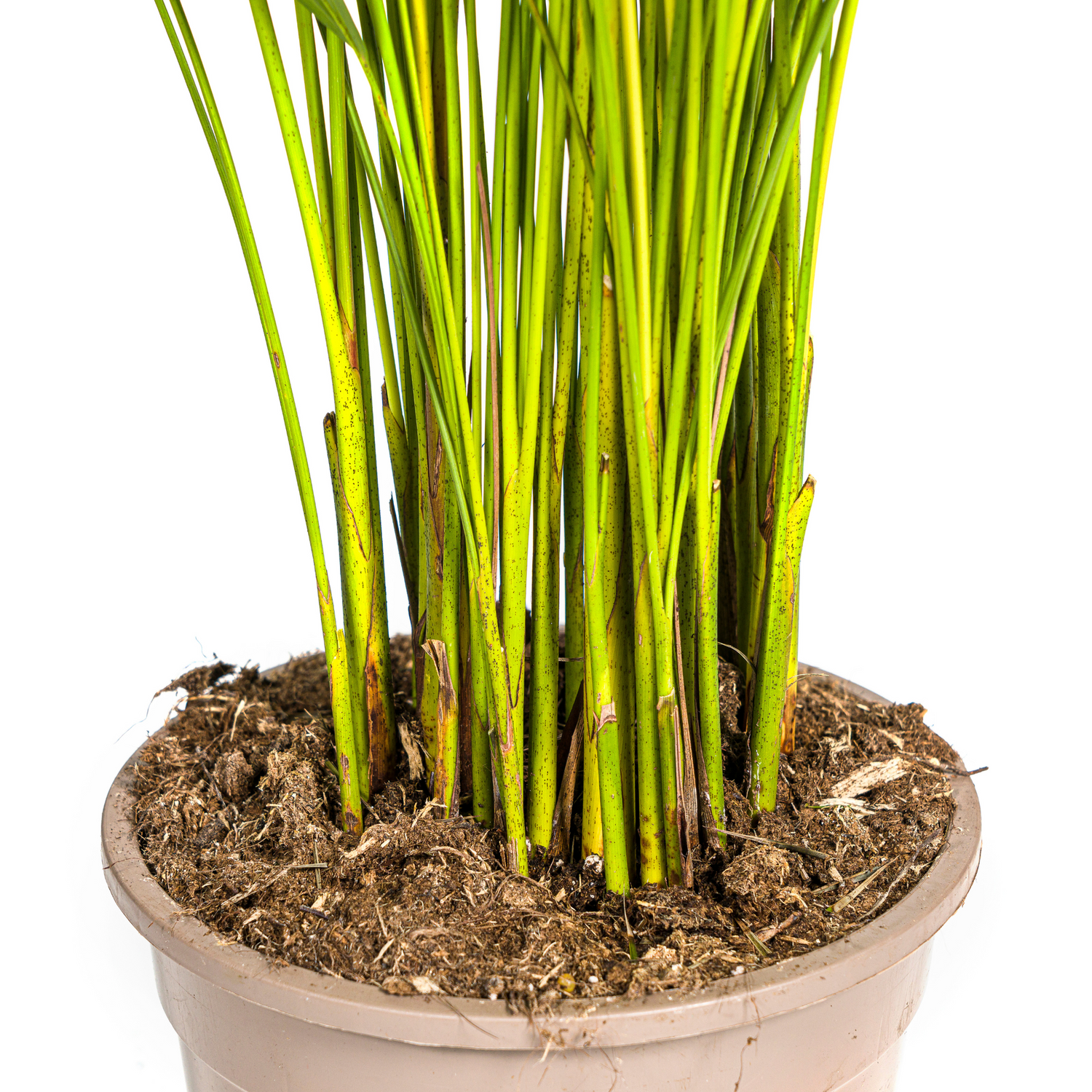 Dypsis Areca Lutescens (Areca-Palme / Goldfruchtpalme) Ø21cm - ↕100 - 120cm
