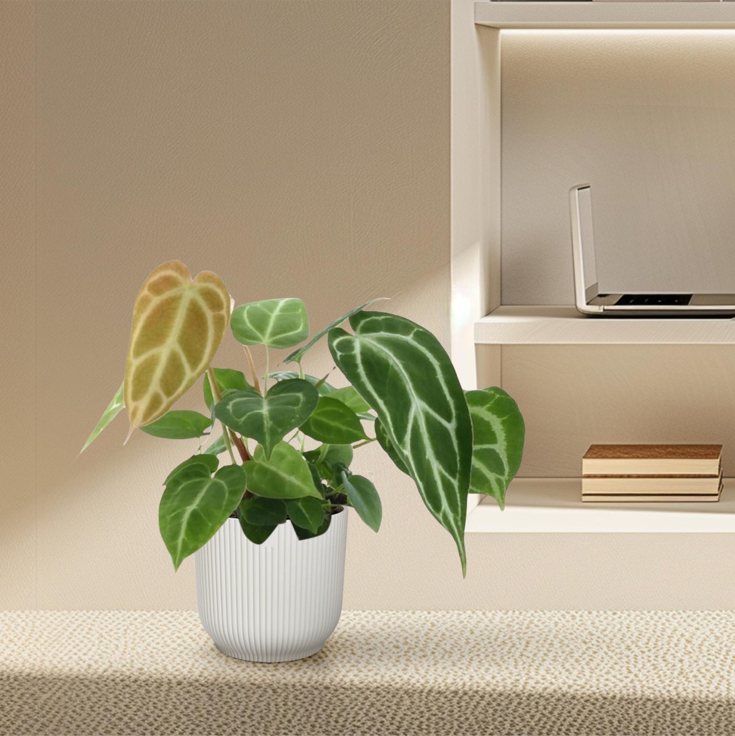 Anthurium Crystallinum – Exklusive Zimmerpflanze mit Samtblättern Ø12cm - ↕35cm