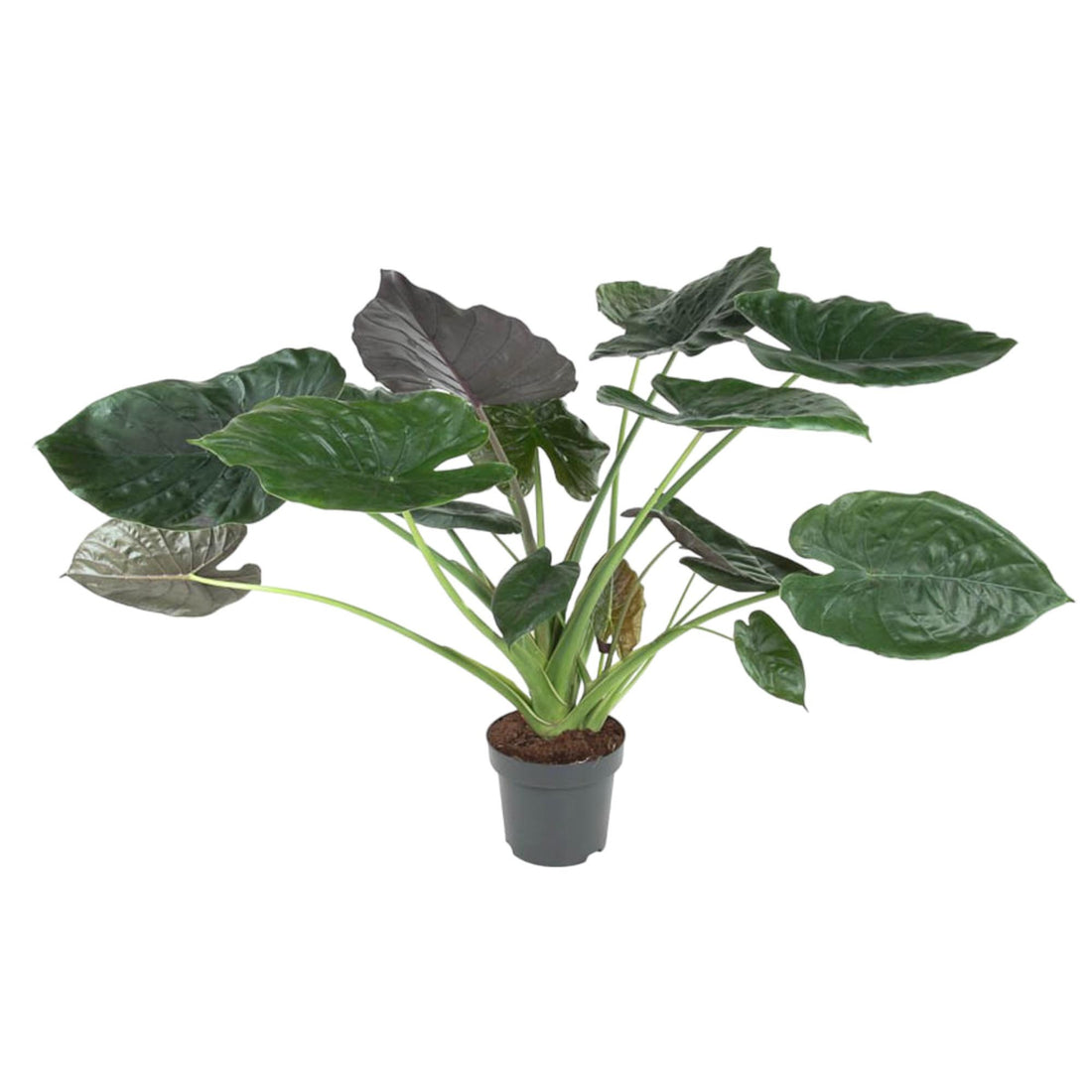 Alocasia Wentii – Exotische Zimmerpflanze mit dekorativen Blättern Ø32cm - ↕120cm