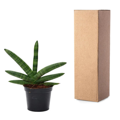 Sansevieria Skyline – Moderne, pflegeleichte Zimmerpflanze - ø10,5 - ↕25 cm