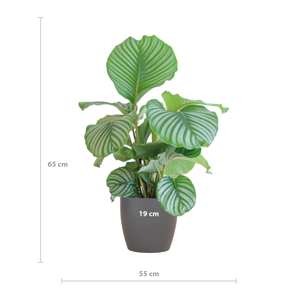 Calathea Orbifolia  mit Viber grau - 65cm - Ø21