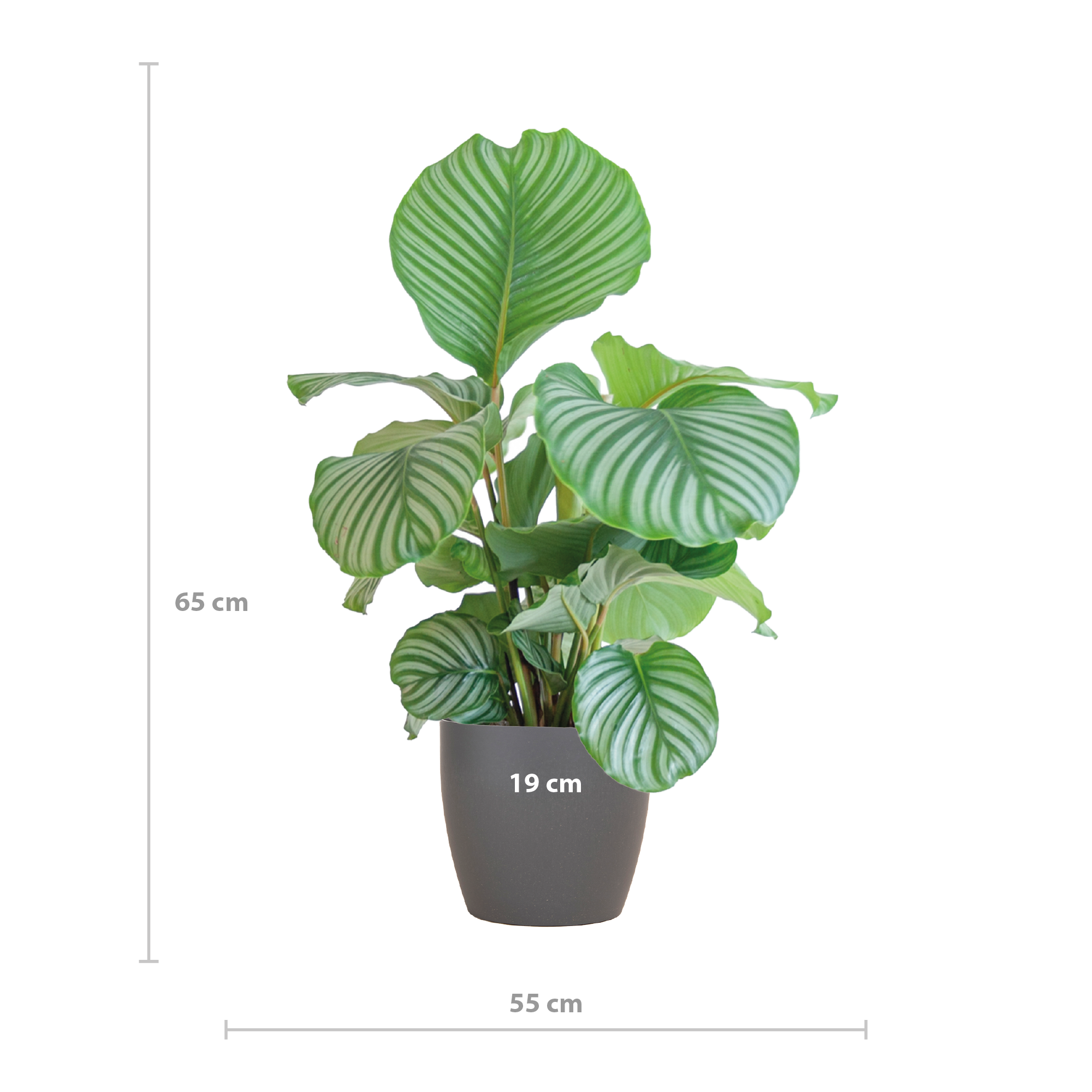 Calathea Orbifolia  mit Viber grau - 65cm - Ø21