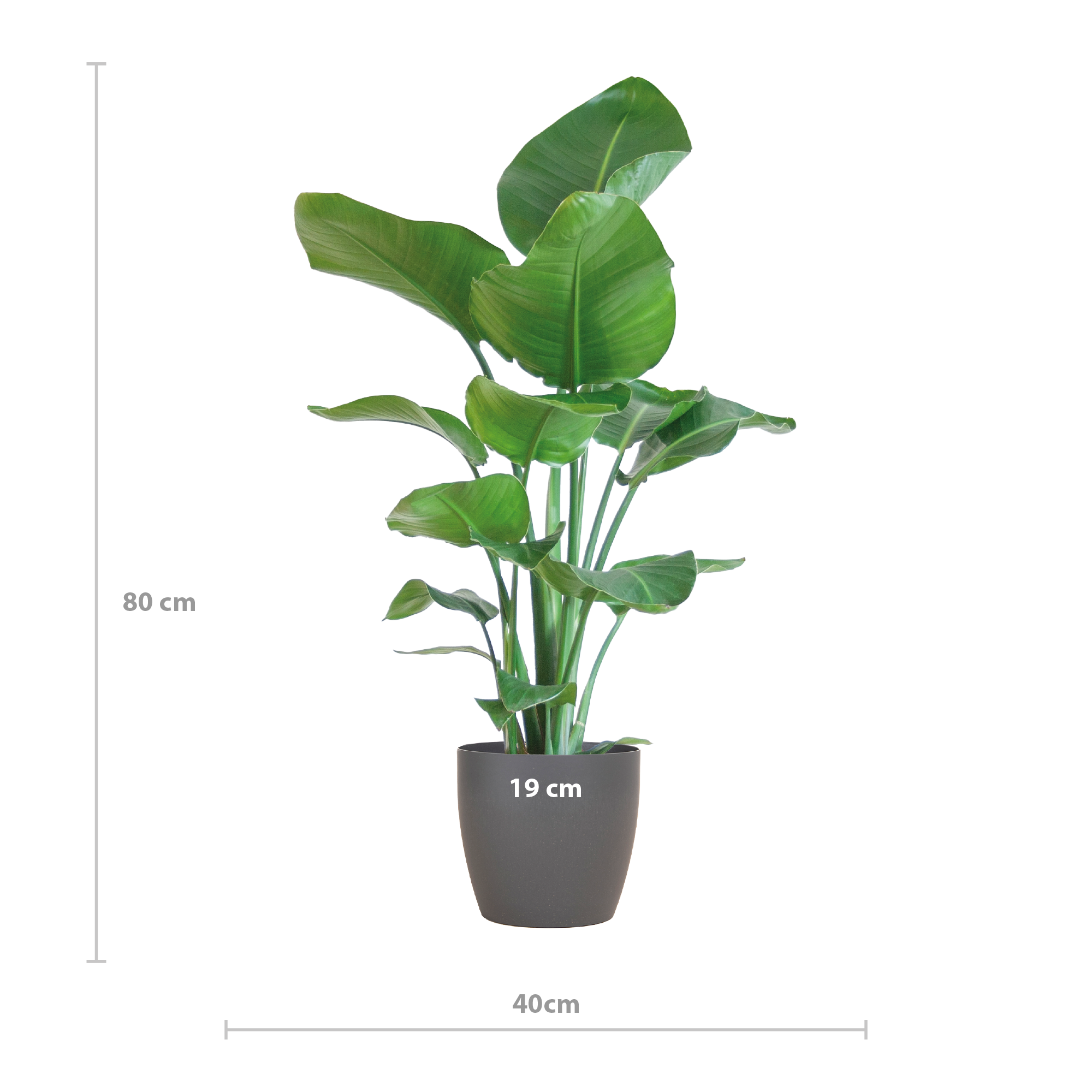 Strelitzia Nicolai mit Viber-Topf Grau – 80 cm – Ø21