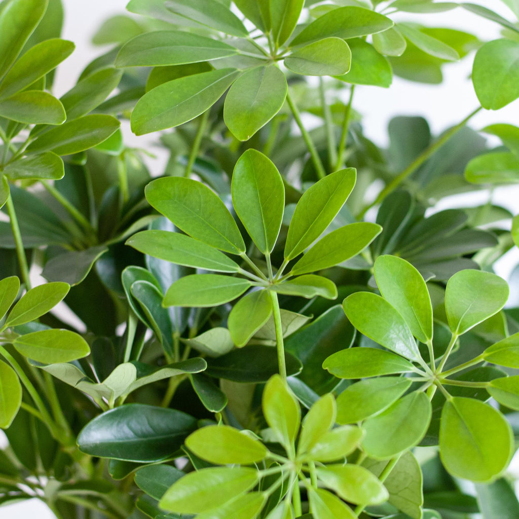 Schefflera Arab Nora mit Viber weiß – 70 cm – Ø21