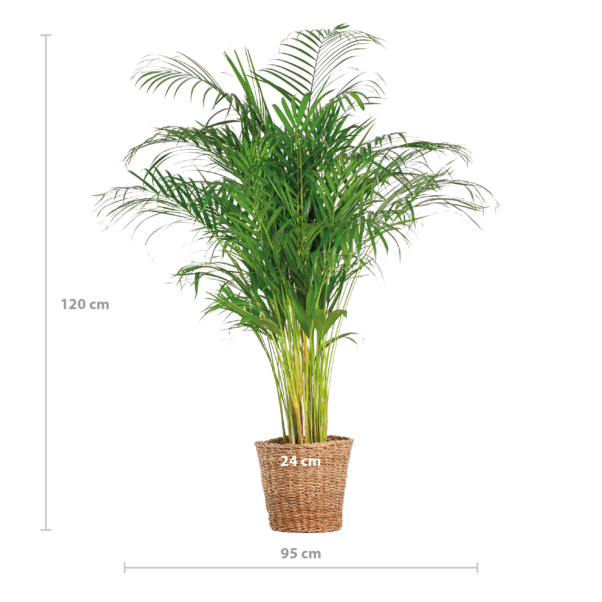 Areca-Palme (Dypsis) XL mit Korb Torun – 120 cm – Ø24
