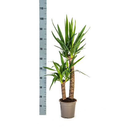 Yucca Palme Elephantipes – Robuste, moderne Zimmerpflanze Ø19cm - ↕70 - 90cm