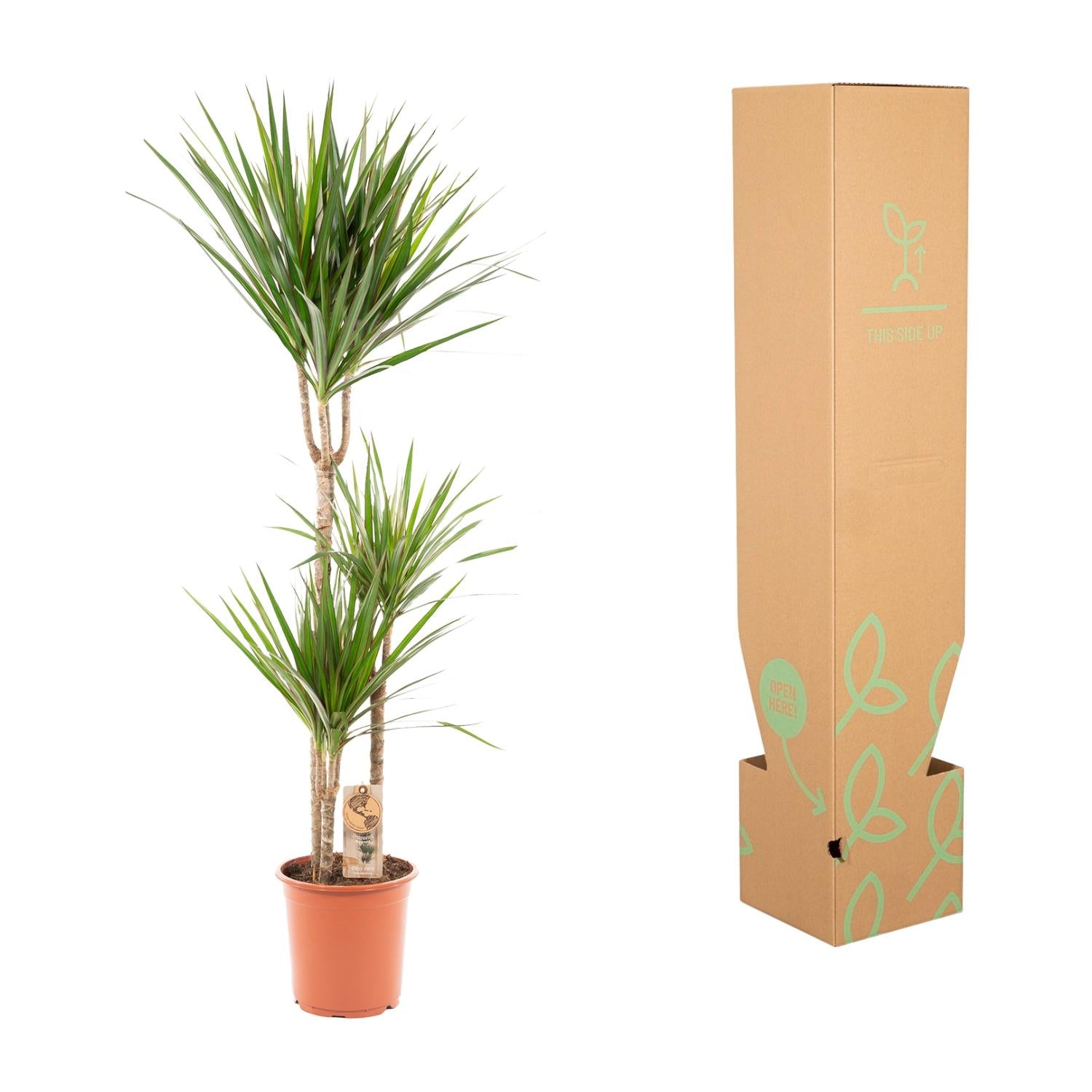 Dracaena Marginata - Ø21cm - ↕120cm
