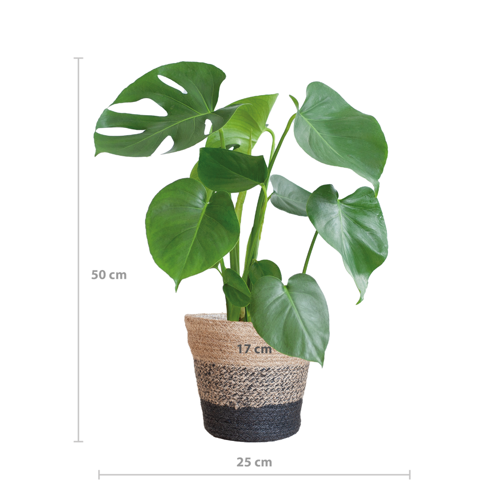 Monstera Deliciosa mit dem Lissabon-Schwarzkorb - 50cm - Ø17