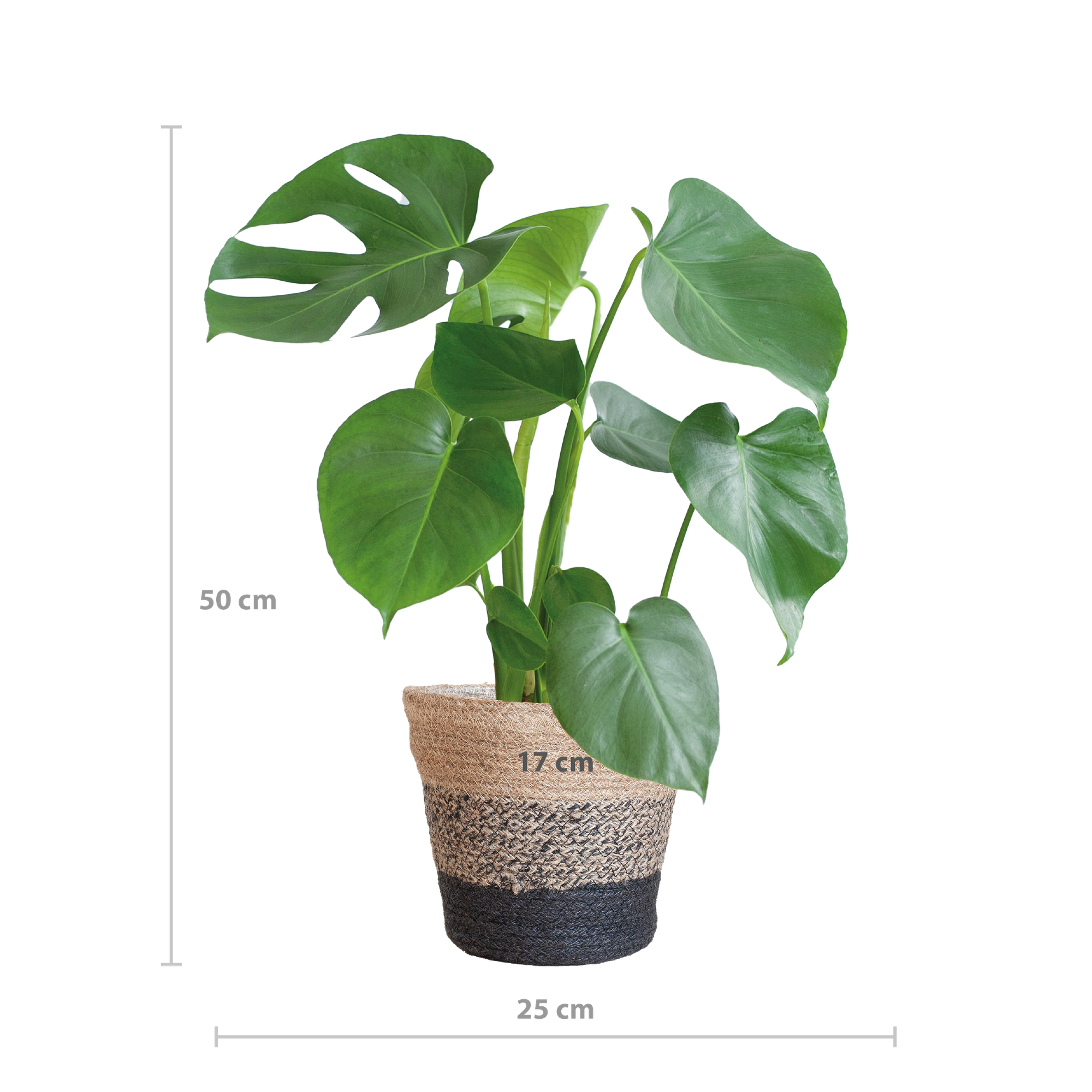 Monstera Deliciosa mit dem Lissabon-Schwarzkorb - 50cm - Ø17