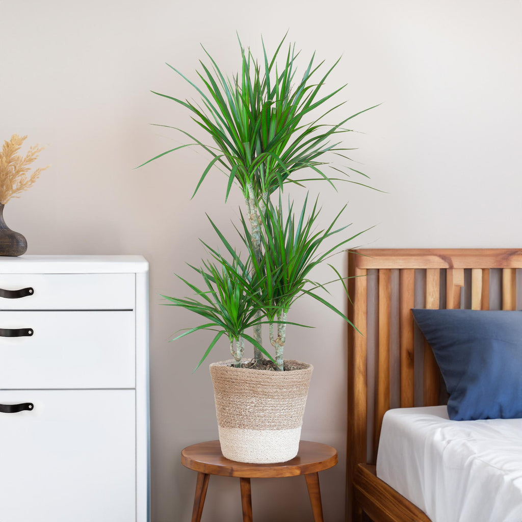 Dracaena Marginata mit weißem Lissabon-Korb - 95 cm - Ø21