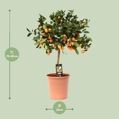 Citrus Calamondin – Zitronenbaum – Ø22 cm – ↕70 - 80 cm – Mediterrane Zitruspflanze