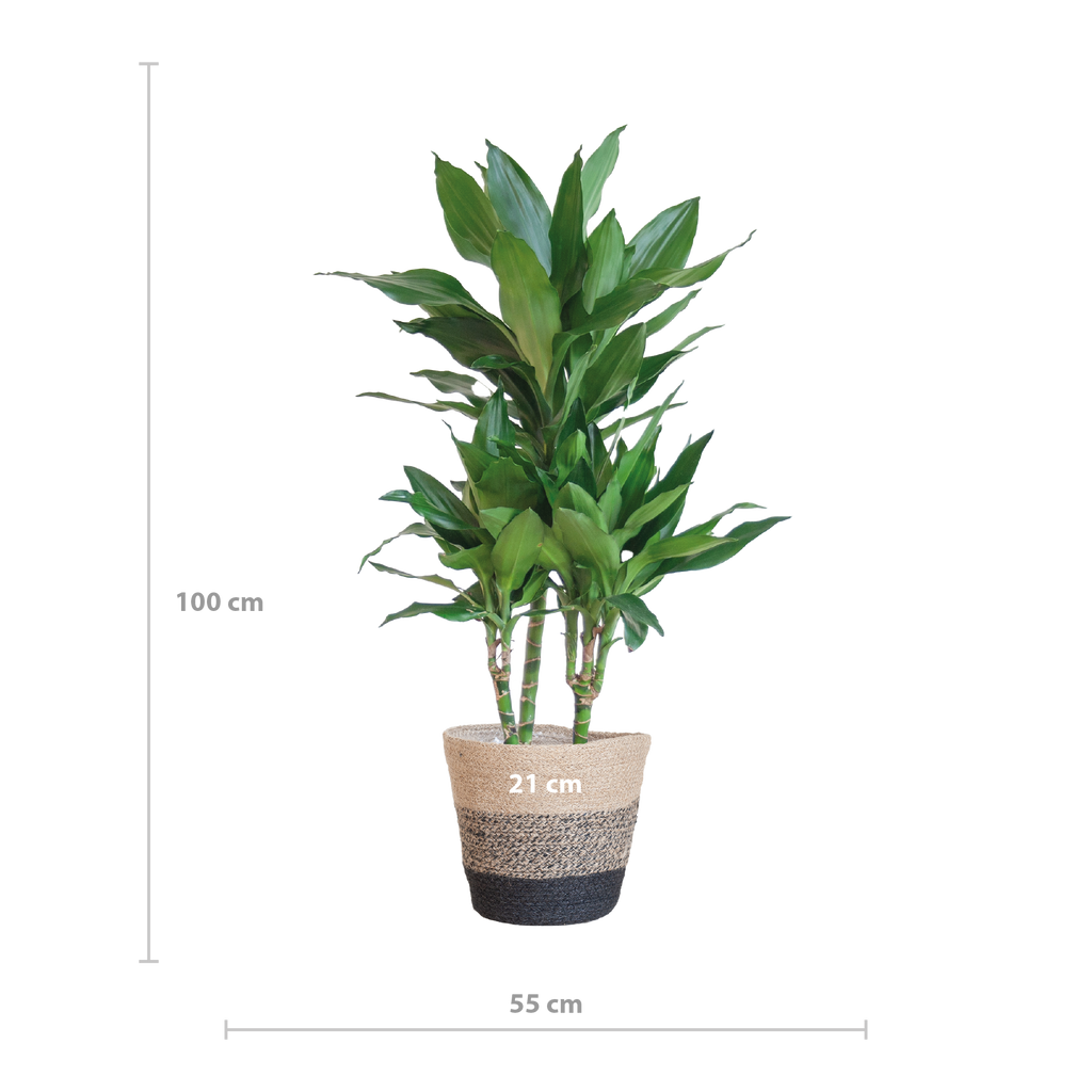 Dracaena  Janet Lindt mit Pflanzkorb Lissabon Schwarz - 95cm - Ø21